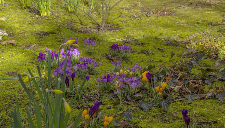 moss growing in garden flower bed