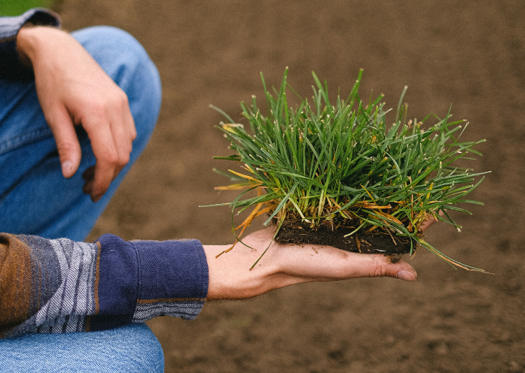 hand holding lawn turf, in the process of returfing a lawn