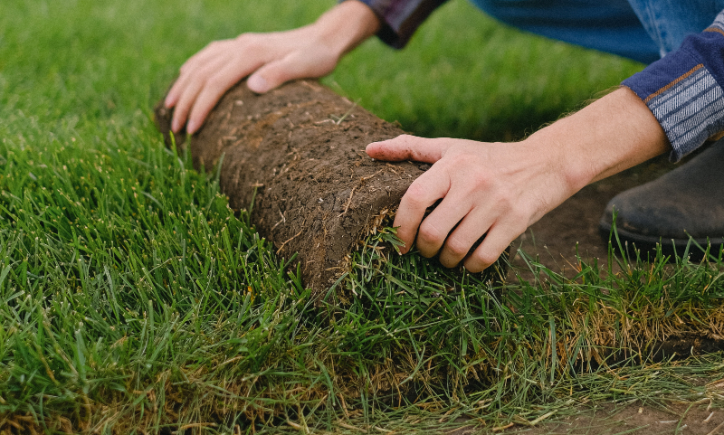 roll of turf being lain on lawn