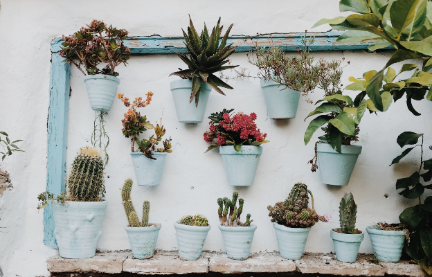 white wall with various plants hanging - creative lawn design ideas