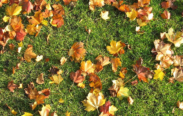 october lawn care tips - autumn leaves on a healthy october lawn