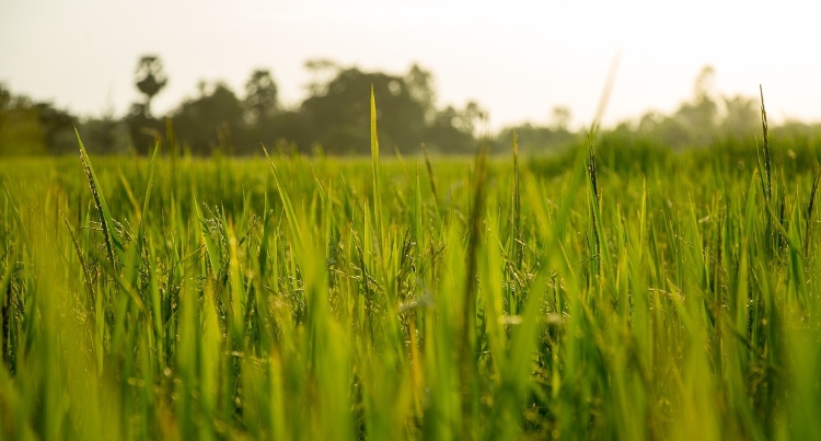 growing grass - overseeding in autumn