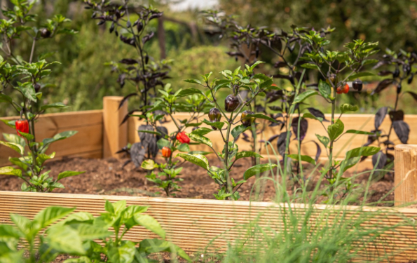 raised gardening bed