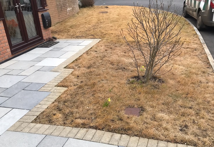 Dead lawn - grass killed with herbicides