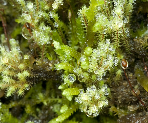 dew drops on yellow moss