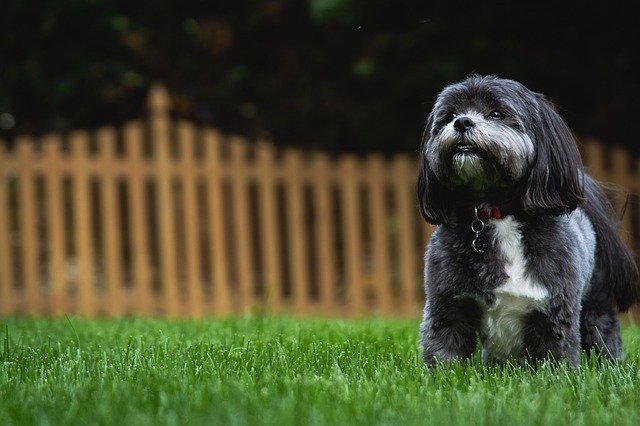 Dog in the back garden
