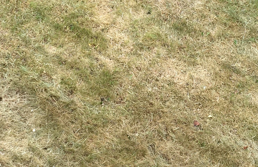 Dried out grass