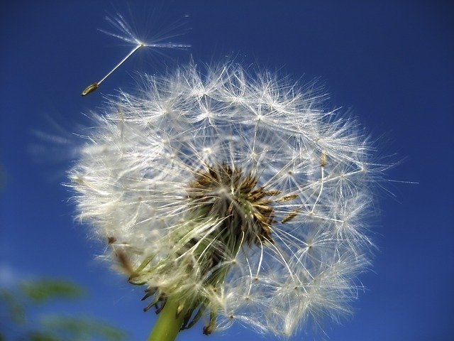 weeds spread in wind, dandelion