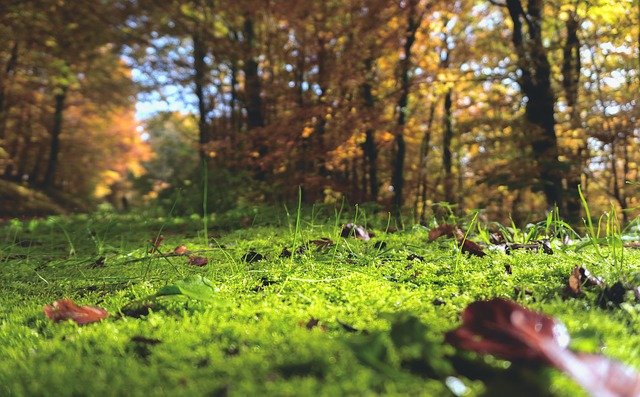 Why Does My Lawn Have Moss? - Fairway Green Inc.