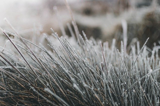 Frost on grass