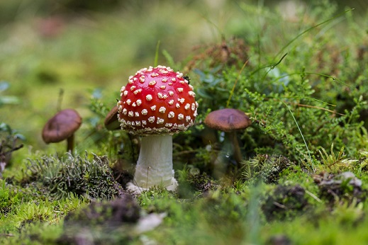 Toadstools