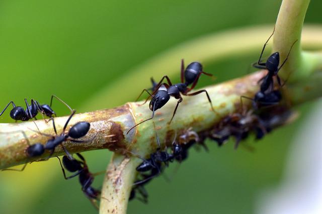 Garden ants