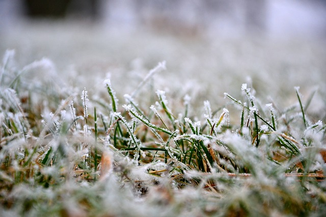 winter lawn