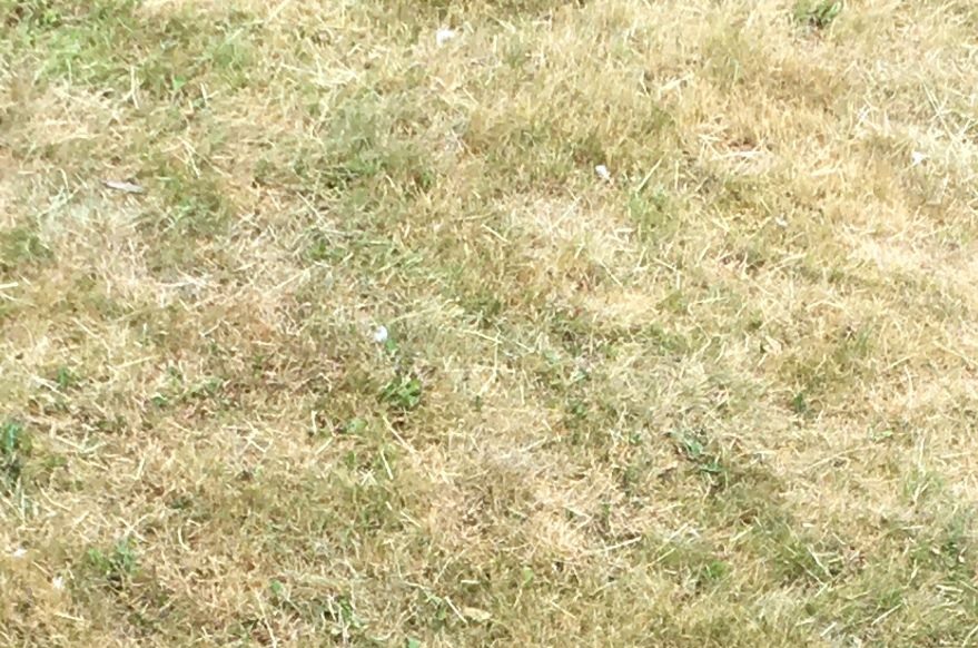 Dying grass