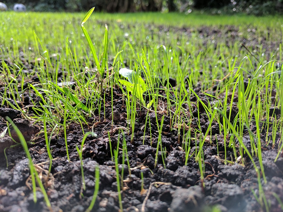 UK lawn grass