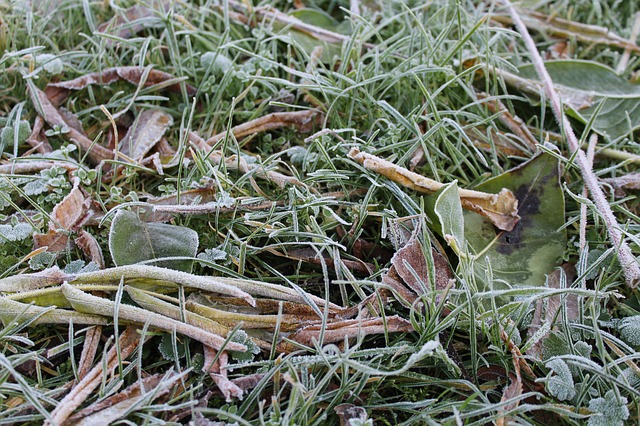 how to keep grass healthy in winter