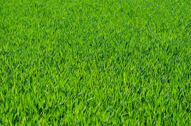Growing a lawn care business
