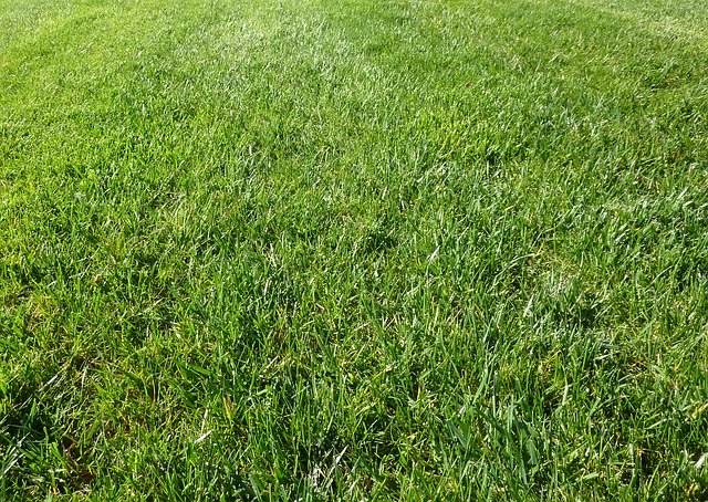 fertilised lawn