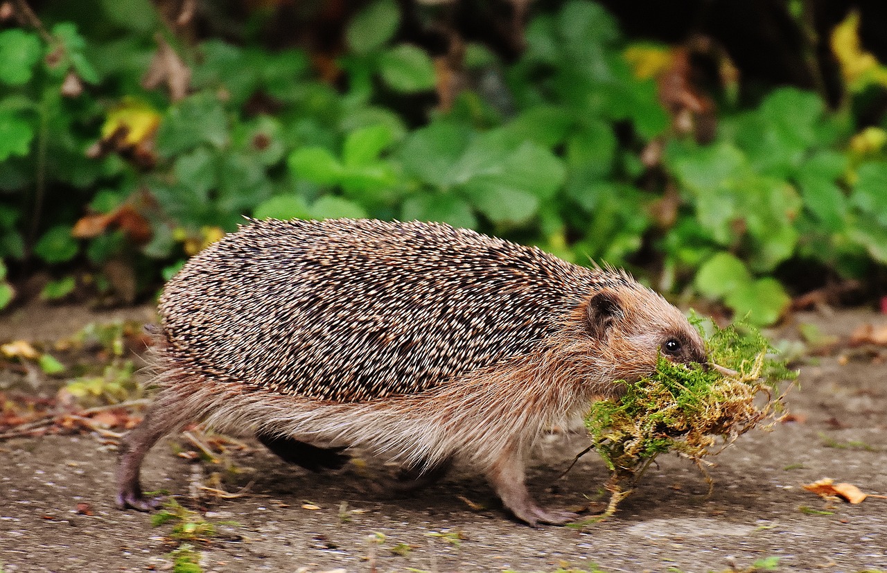 hedgehog in garden