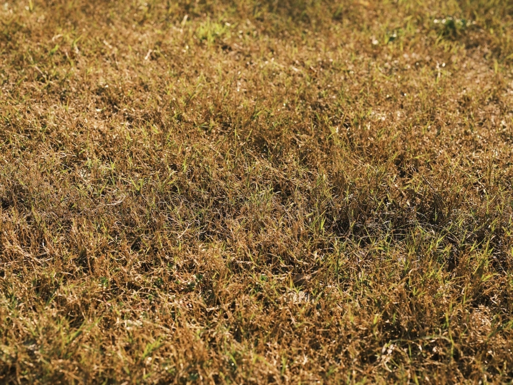 dead grass after a drought
