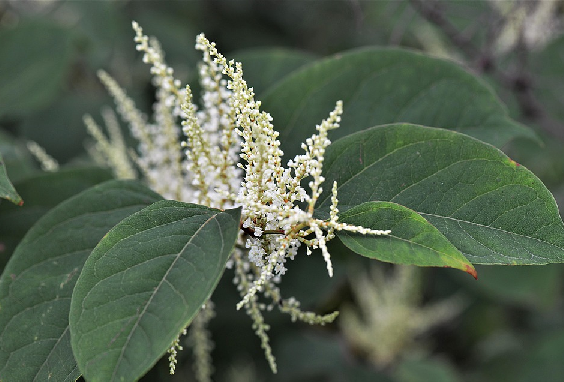 Invasive plant Japanese knotweed