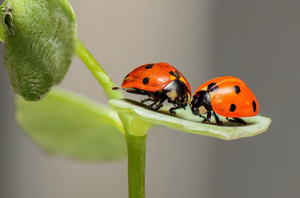 Ladybirds