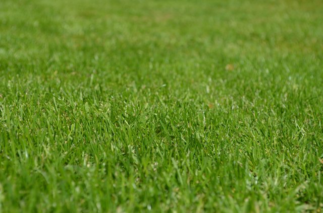 Lawn grass