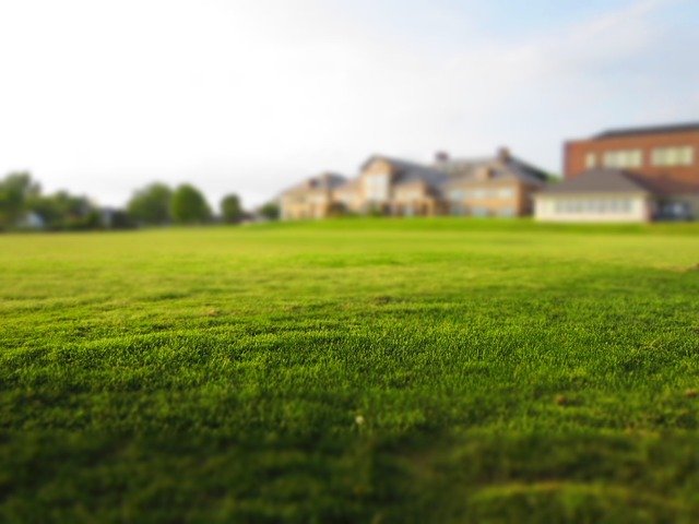 how to diagnose lawn problems