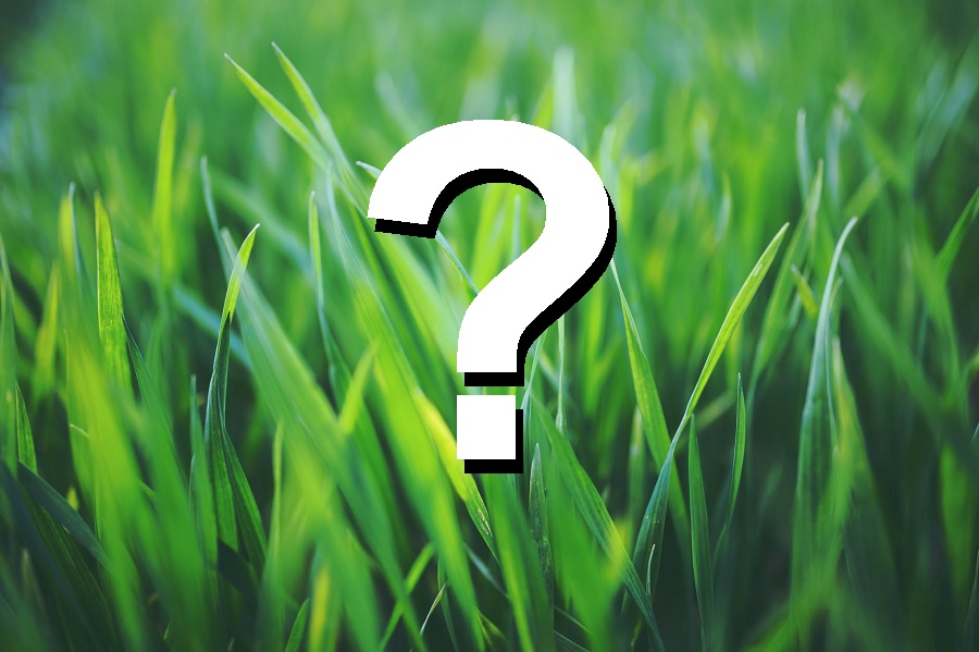 lawn care questions