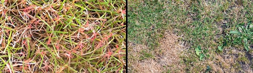 Lawn diseases