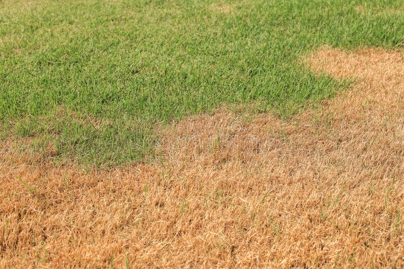 Fusarium patch disease