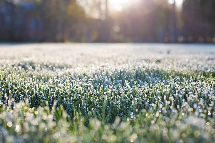 lawn frost damage