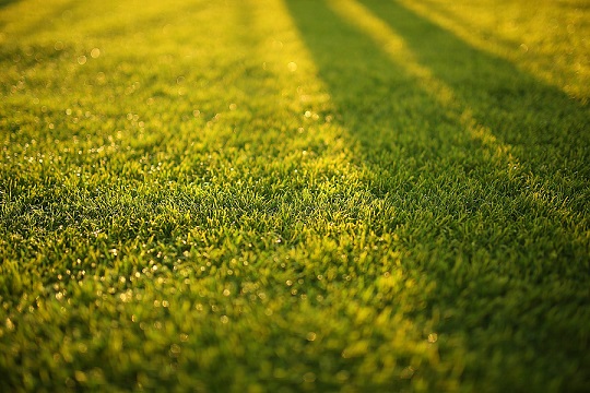 beautiful lawn in the sunshine