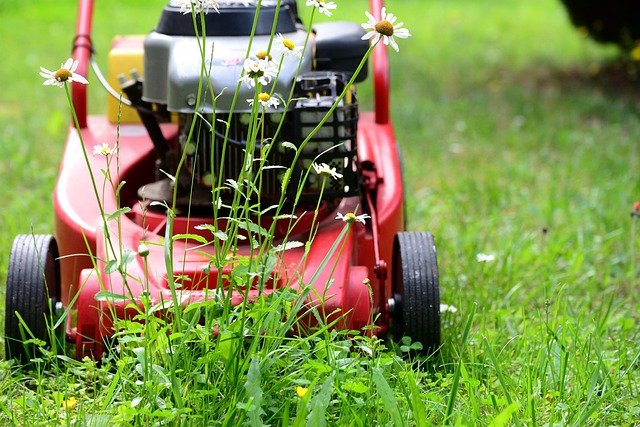 what happens if grass gets too long