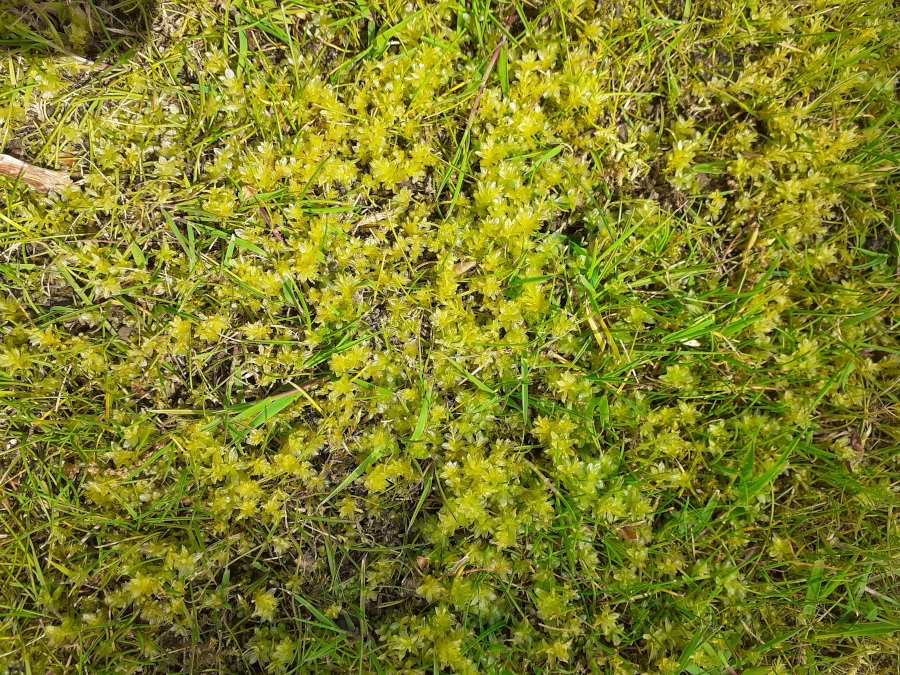 Parsley piert lawn weed