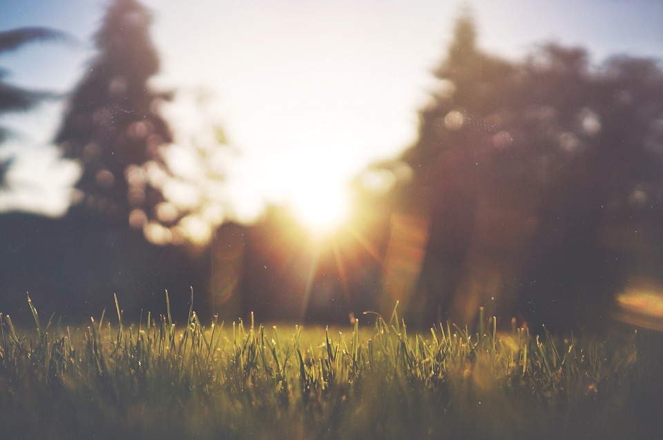 benefits of a professional gardener