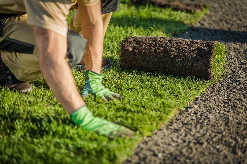 lawn replacement