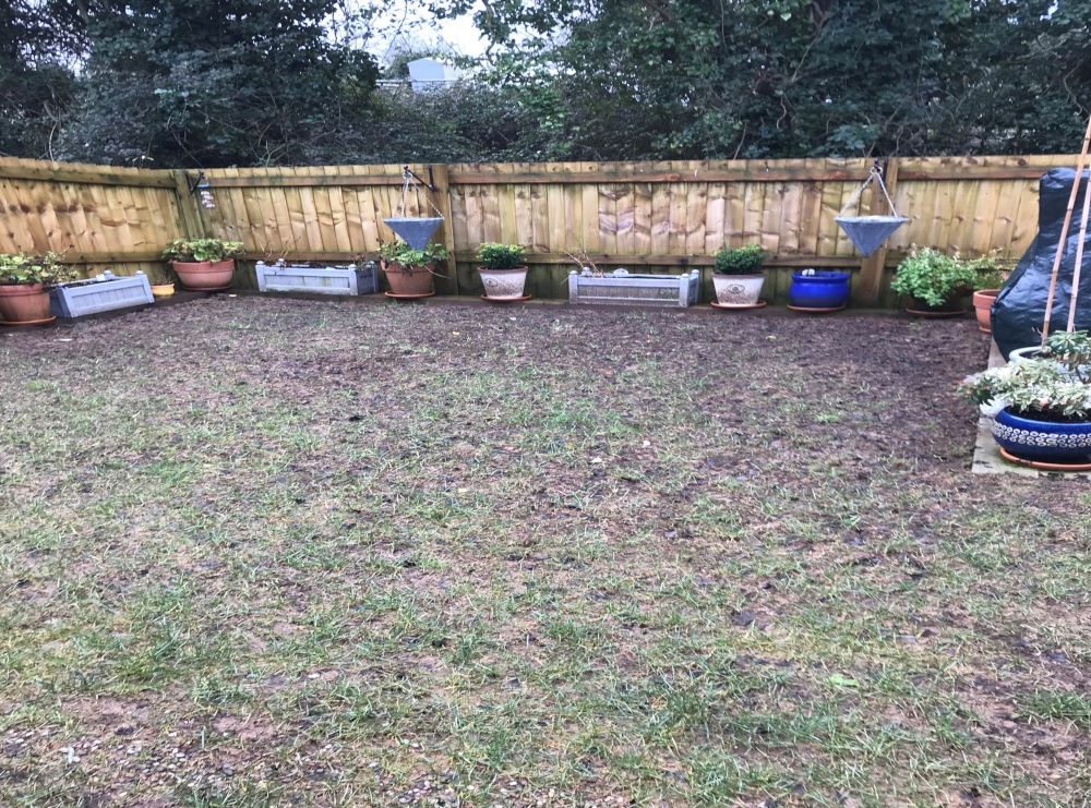 Lawn damage caused by leatherjackets