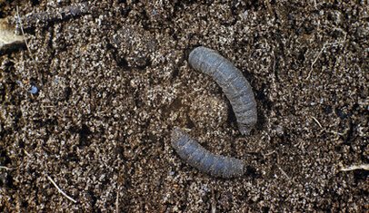 Lawn Grubs – Common Types You Might Find in Your Garden