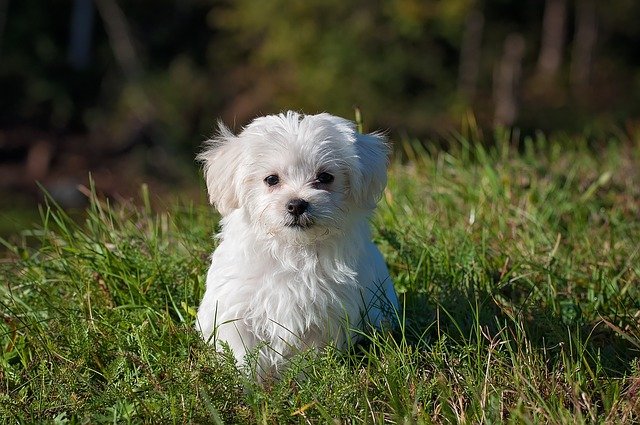 lawn care tips for dog owners