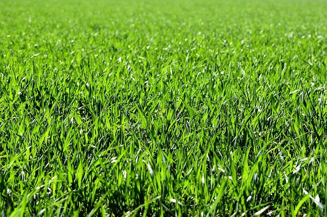 Blades of Grass