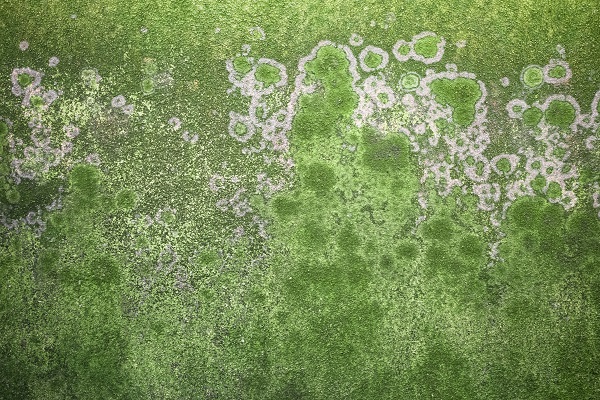 moss in lawns