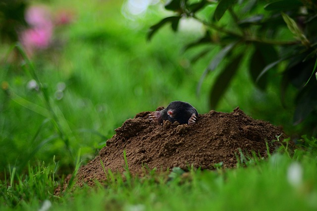 garden mole