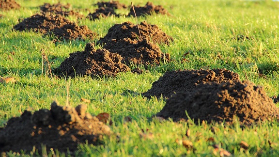 Molehills in garden