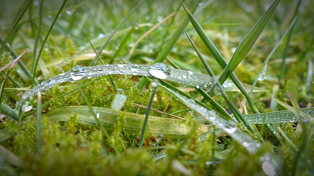 when does moss grow in lawns