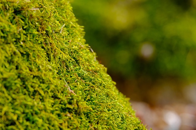 moss