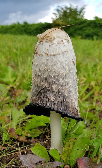 shaggy ink cap