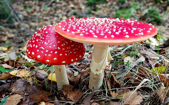 fly agaric