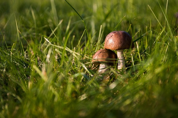 mushrooms on my lawn