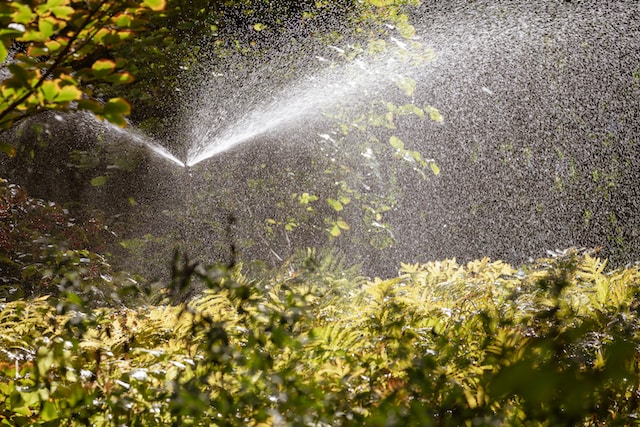 lawn overwatering